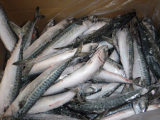 atlantic mackerel _horse mackerel